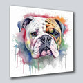 Bulldogge englisch 2 Wandbild Kunstdruck auf Leinwand | Wandbild Galerie