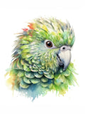 Wandbild Papagei Kakapo 6 Kunstdruck auf Leinwand direkt zum Aufhängen