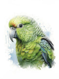 Wandbild Papagei Kakapo 8 Kunstdruck auf Leinwand direkt zum Aufhängen